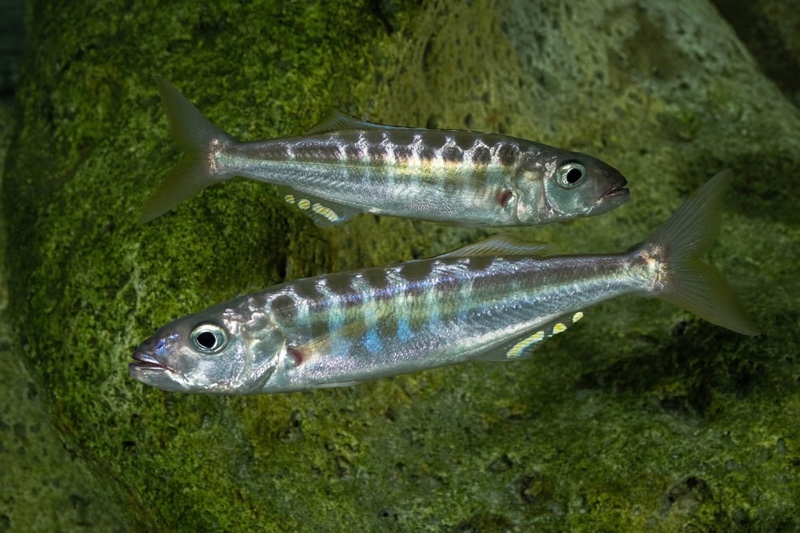 Bathybates fasciatus 'Sibwesa'